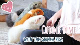 Cuddling My Guinea Pigs | Cuddle My Guinea Pigs With Me