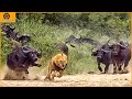 500 Buffalo Surrounded And Tortured Lion Family To D.eath - The Power Of Unity | Animal World