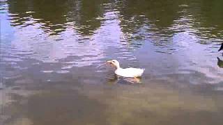 VID-20110529-00005