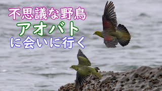 167.海水を飲む不思議な野鳥アオバトを撮ってみた