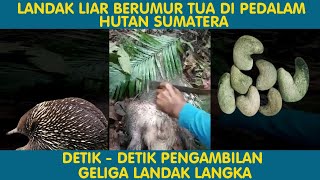 Geliga Landak Langka dari Landak Liar di Pedalaman Hutan Belantara Sumatera