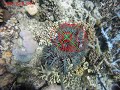 crown of thorns starfish detection system cotsbot