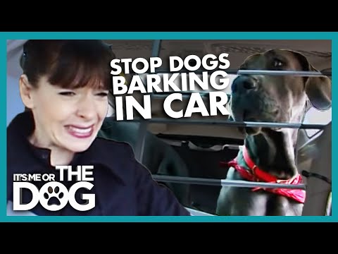 How to Stop Your Dog Barking in the Car How to Stop Your Dog Barking in the Car