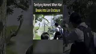 Terrifying Moment When Man Breaks Into Lion Enclosure