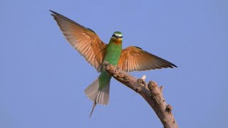 Blue-cheeked Bee-eater in Kenya