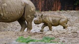 八木山動物公園　ヒガシクロサイ　ユキとラン母娘