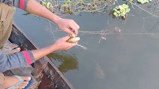 কই মাছ ধরা পরল ফাঁস জালে আজ 🐟🎏🐟 কই মাস্টার ওয়েট ছিল 180gm.