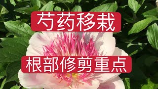 青石话牡丹芍药。芍药移栽，根部修剪的两个重点 Peony care