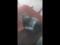 កូនឆ្មានេះឆ្លាតមេនទេន cute kitty