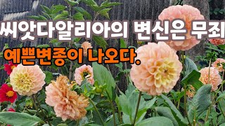 나눔해드린 씨앗 다알리아 모종으로 멋찐 꽃밭을 만드셨네요.^♡^