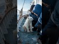 found a baby polar bear cub in ocean☺️ animals shorts polarbear wildlife penguin