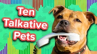 Ten Talkative Pets // Funny Animal Compilation