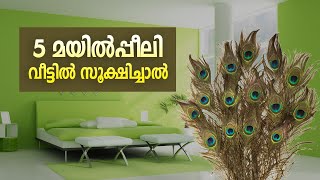 വീട്ടില്‍ 5 മയില്‍പ്പീലി സൂക്ഷിച്ചാല്‍