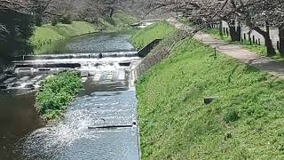 埼玉県　入間市の霞川のｻｸﾗ(桜)桜開花(三分咲き)の風景   2024年3月31日(日）撮影