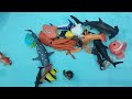 explore aquatic adventure starfish pufferfish seahorse eel fish dolphin shark live 44