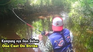 PESTA STRIKE DI KERAJAAN PREDATOR GABUS || ONE CAST ONE STRIKE || FULL STRIKE || VAN BORNEO FISHING