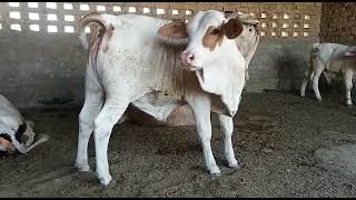 husan ki shahzdi Punjab Cattle farm sadiqabad