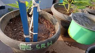 HOW TO Water The Tin Tree