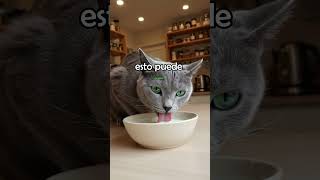 5 alimentos que nunca debes darle a tus gatos