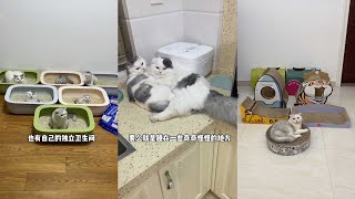 【七七和铲屎官】还有谁想来做我的小猫咪？#折耳猫 #多猫家庭 #有猫生活