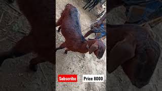 பொம்மிடி ஆட்டு சந்தை ll  வியாழன் ll  தர்மபுரி ll  # Bommidi Goat Market#