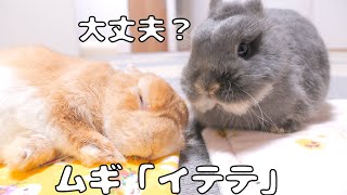 飼い主から滑り落ちてひどく落ち込んでしまったウサギ【No.1210】