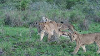 AKAGERA - Lion CUBS greeting an adult walking in.