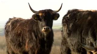 Farmer forced to cull 'Nazi' cattle