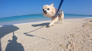 【Dogs VLog】チワワと沖縄旅行 ＜DAY5 最終日 1  ばいばい瀬底島＞　Phantom4, GoPro Hero7