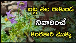 బట్ట తల రాకుండ నివారించే కంఠకారి మొక్క || ఆకుల ఆయుర్వేదం