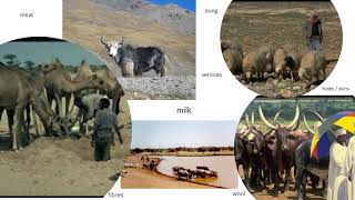 Livestock production systems: Pastoralism \u0026 Uncertainty online course, Lecture 6(a)