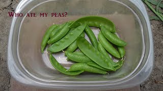 雪豆豌豆成长记, Snow Pea and Peas, Who is the criminal?