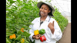 Ubuhinzi bwa poivron muri za 'Green Houses'