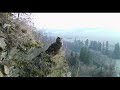 výr velký bubo bubo v toku eurasian eagle owls courting