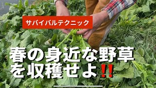 【これは美味い❗️】春の食材探し。マル秘サバイバルテクニック。