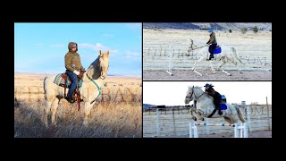 Blue Eyed Cremello Andalusian Gelding For Sale - Driving/Jumping/Dressage