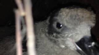 Grey-faced petrel fledging