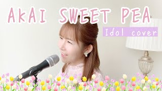 AKAI SWEET PEA / SEIKO MATSUDA (COVER)