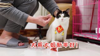 健康猫咪，定期驱虫，很重要哦！