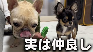 子犬のチワワと先住犬が一緒に遊んだ結果...こうなりました#キャバリア #フレンチブルドッグ #チワワ #多頭飼い #いぬ