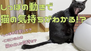 【猫雑学】猫の気持ちが丸わかり！しっぽで分かる猫の感情表現とは？【猫の気持ち】