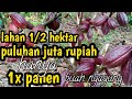 tanam kakao#jutaan rupiah hanya dg lahan sempit#