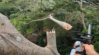 Albizia removal over house