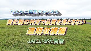 なんかん稲作チャンネル（適期収穫編）