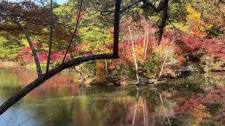 再度山　修法ケ原　六甲山　森林植物園の紅葉を　見に行って来ました　あまりの　見事な　紅葉で　言葉も　失ってしまう　神戸から　1時間　日本は　美しい