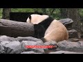 12 15シャンシャン久しぶりのキョトン顔❤何が気になるのかな？giantpanda uenozoo@tokyo