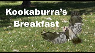 Kookaburra's Breakfast