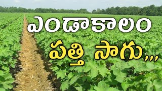 ఎండకాలం పత్తి సాగు చేస్తున్న| summer cotton cultivation| @karshakavani7049