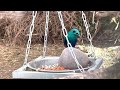 blue eared glossy starling bird aviary 4k