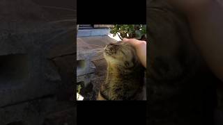 [野良猫ショート]人懐っこいキジトラ猫が可愛すぎる！[straycat]The friendly cat is adorable!